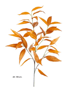 RAMA EUCALIPTO CAMALUDENSIS