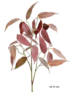 EUCALIPTO CAMALUDENSIS ROSADO