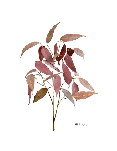 EUCALIPTO CAMALUDENSIS ROSADO