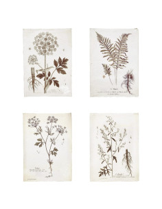 GRABADO PLANTAS PAPEL