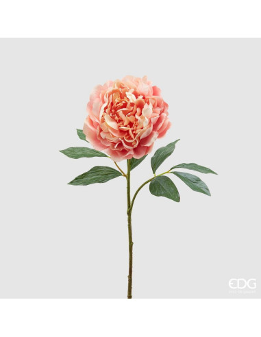 PEONIA ROYAL MELOCOTON