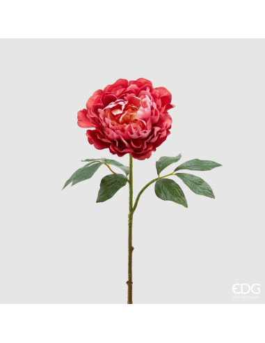 PEONIA ROYAL ROSA OSCURO