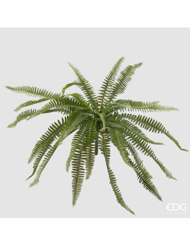 HELECHO BAKER COLGANTE