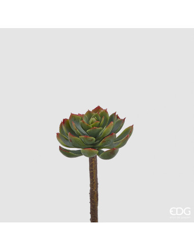 ECHEVERIA ALATA