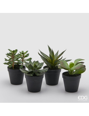 PLANTA WEST CON MACETA