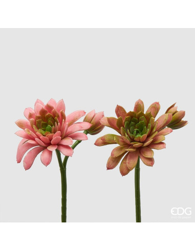 ECHEVERIA OLIS ROSADA