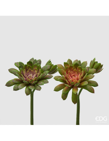 ECHEVERIA OLIS VERDE