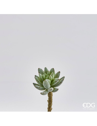 ECHEVERIA WEST VERDE CLARO