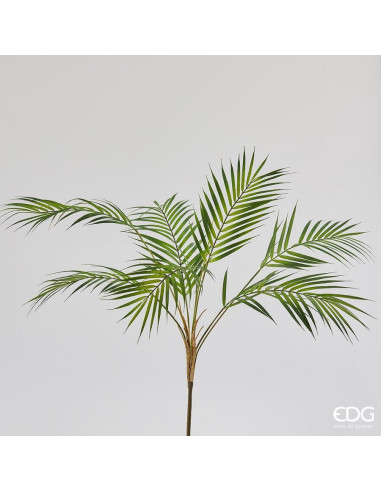 PALMA ARECA