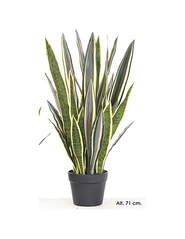 MACETA SANSEVIERIA VARIEGATA 71 CM