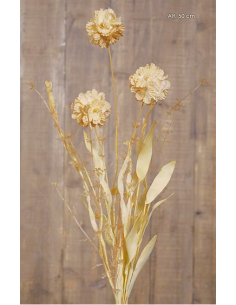 RAMA SCABIOSA STELLATA