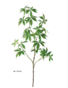 SCHEFFLERA ARBORICOLA
