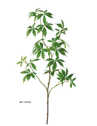 SCHEFFLERA ARBORICOLA