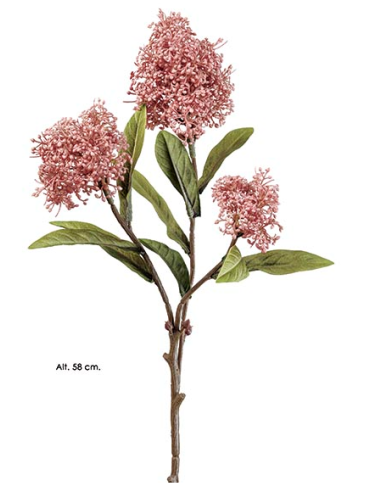 RAMA SKIMMIA MALVA