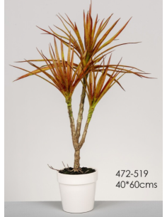 MACETA DRACENA