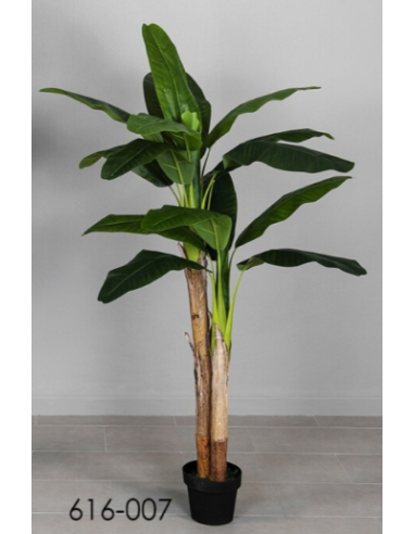 PLANTA PLATANERA 170 CMS