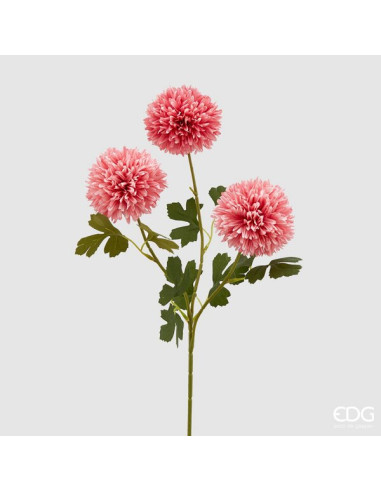 DALIA PONPON BLISS ROSA