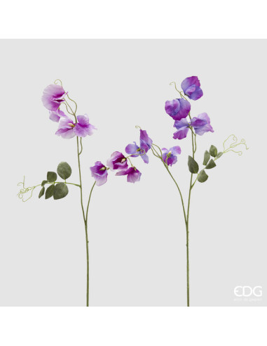 RAMA GUISANTE AROMATICO VIOLETA