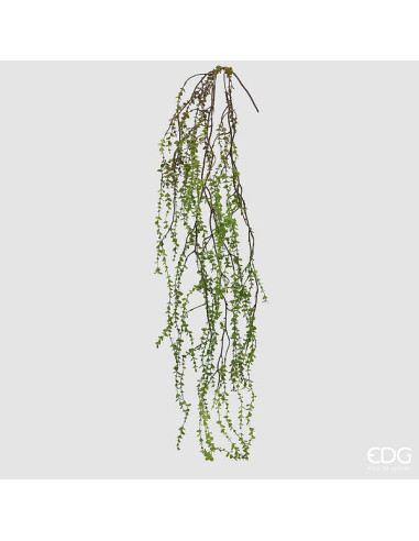 PILEA COLGANTE 145 CM