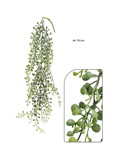 PLANTA COLGANTE MUEHLENBECKIA
