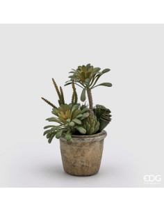 SUCULENTA EN MACETA 25CM