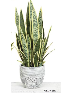 MACETA SANSEVIERIA...