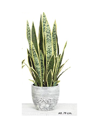 MACETA SANSEVIERIA VARIEGATA 79 CM