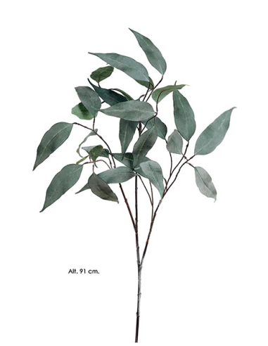 RAMA EUCALYPTUS CAMALDULENSIS VERDE