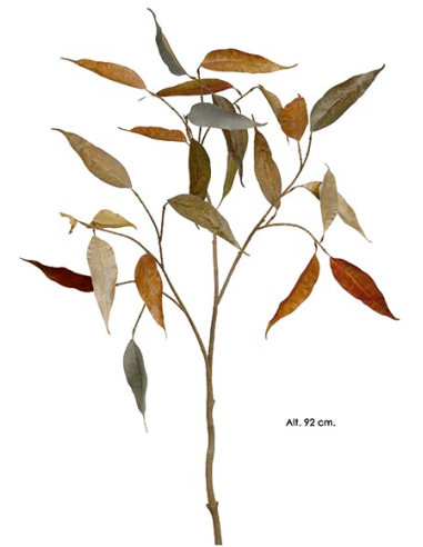 RAMA EUCALYPTUS CAMALDULENSIS OTOÑO