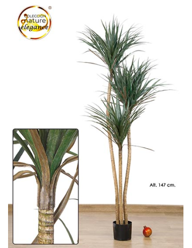 MACETA DE DRACAENA VERDE