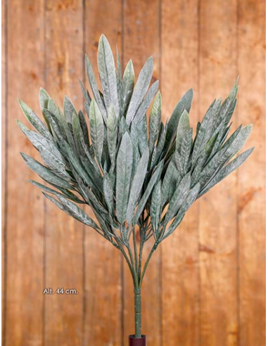 ARBUSTO DE EUCALYPTUS