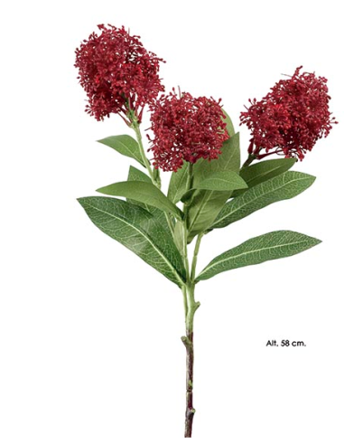 RAMA SKIMMIA BURDEOS