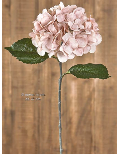 HORTENSIA MALVA CLARO