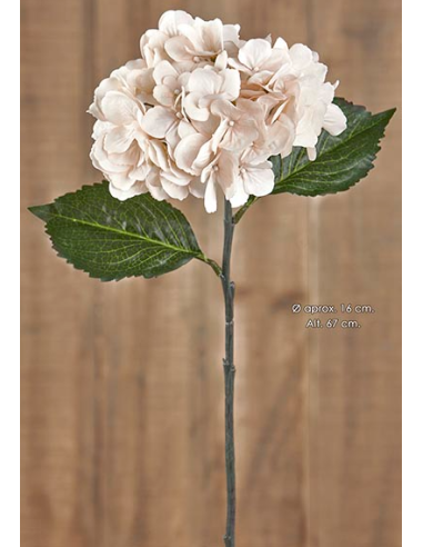 HORTENSIA BEIGE