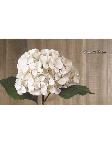 HORTENSIA BEIGE