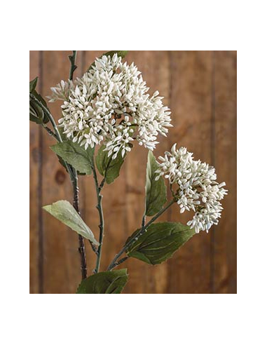 RAMA DE SEDUM CREMA