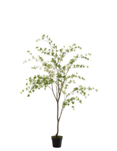 PLANTA DE HOJAS FINAS VERDE