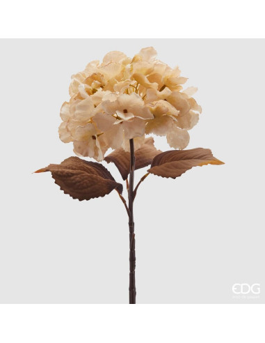 FLOR ORTENSIA OLIS CHAMPAN