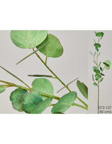 EUCALIPTO VERDE 80 CMS