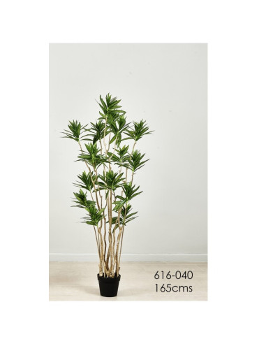 PLANTA DRACAENA 165 CMS
