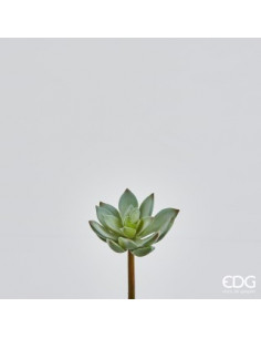 ECHEVERIA PICK H12 D8