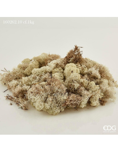 CAJA DE MUSGO LIQUEN BLANCO