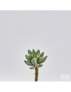 ECHEVERIA PICK H14 D6