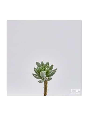 ECHEVERIA PICK H14 D6