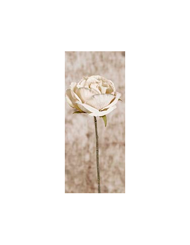 ROSA PICK CREMA 28 CM