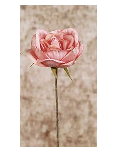 ROSA PICK ROSA 28 CM