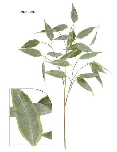 RAMA EUCALYPTUS CAMALDULENSIS MIXTURADO