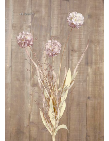 RAMA SCABIOSA STELLATA MALVA