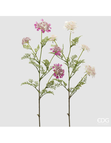 RAMA DE DAUCUS CAROTA ROSA