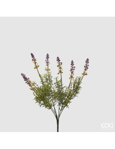 ARBUSTO LAVANDA OLIS